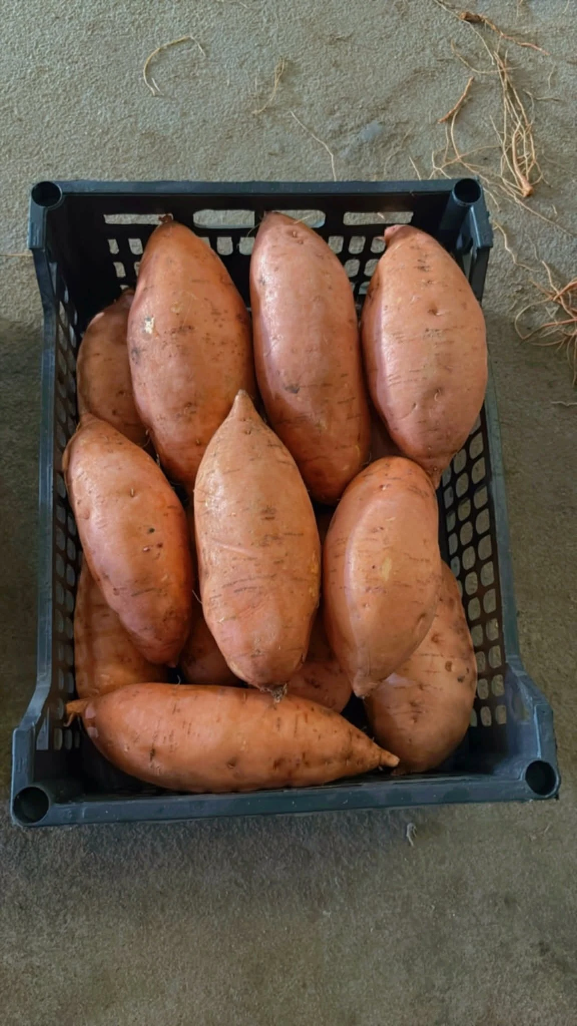 Sweet Potatoes